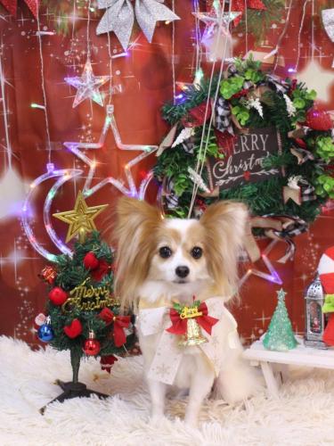 20231223ロゼちゃん